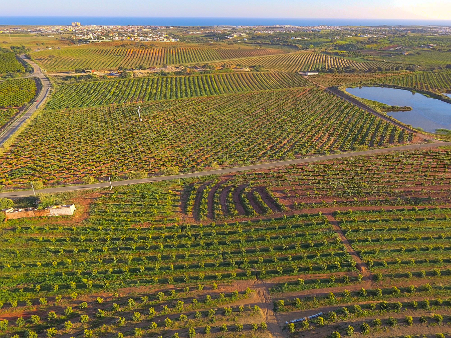 A Global Avocados tem 650ha plantados, o que representa quase um tero de toda a rea de abacate no Algarve