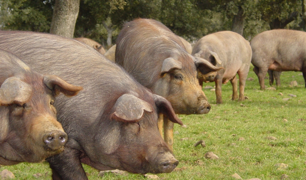 Ejemplares de la raza porcina Ibrica