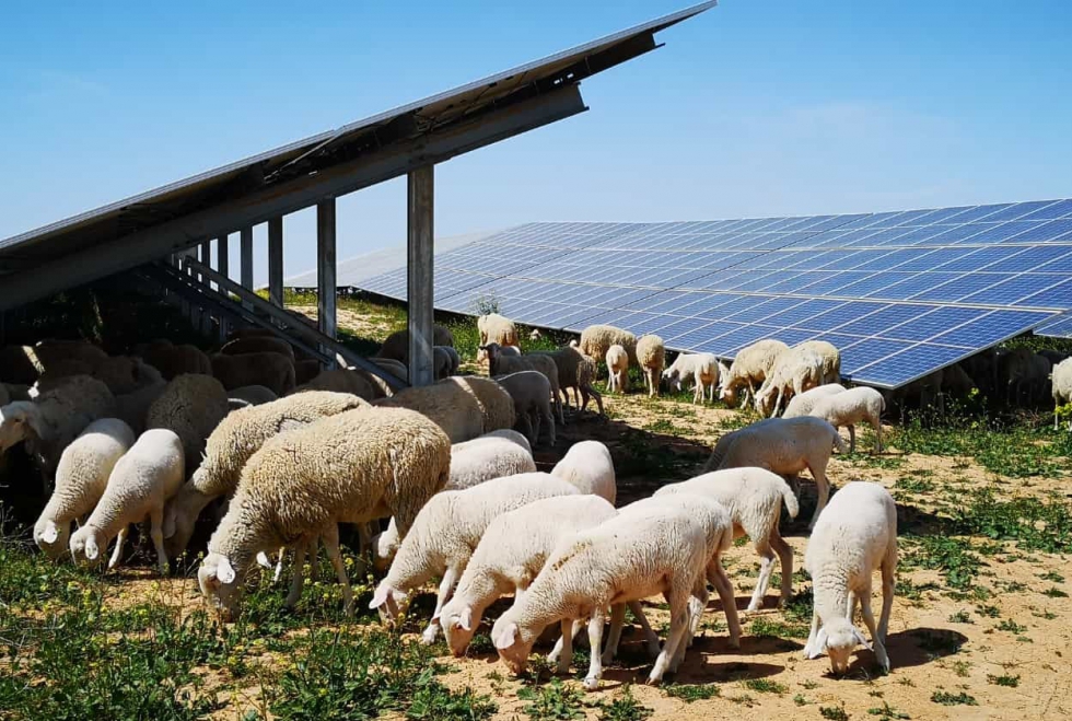 Ovejas pastando en una planta fotovoltaica de Iberdrola
