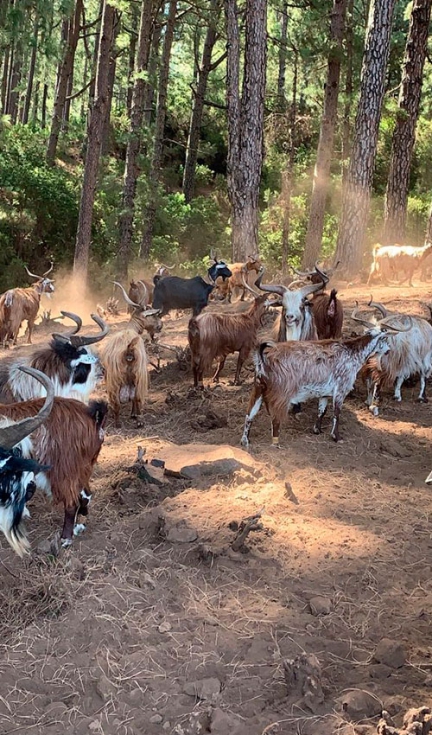 Rebao de cabras de raza Palmera en pastoreo