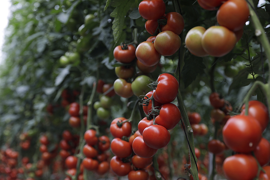 Como a produo do tomate para consumo em fresco  feita maioritariamente em estufa e em hidroponia...