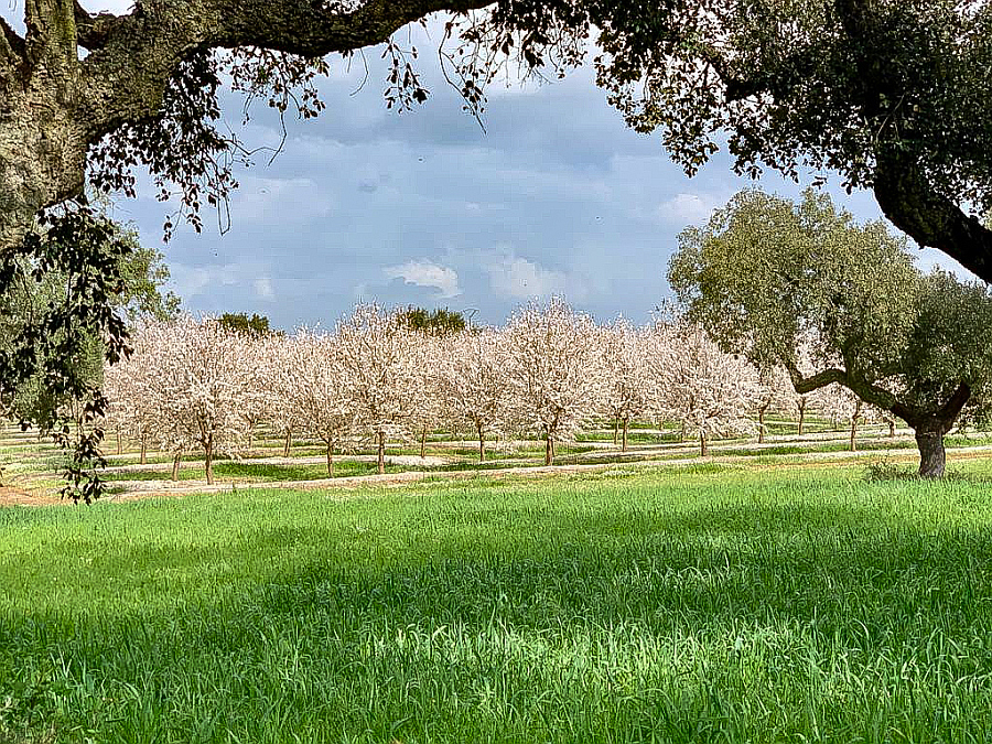 O Alentejo tem hoje cerca de 16.000ha de amendoais, maioritariamente, intensivos/em copa