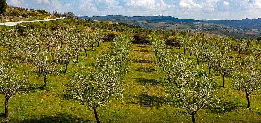 Em muitos amendoais de Trs-os-Montes houve uma reconverso com adensamento e substituio de plantas, porta-enxertos e at de variedades...