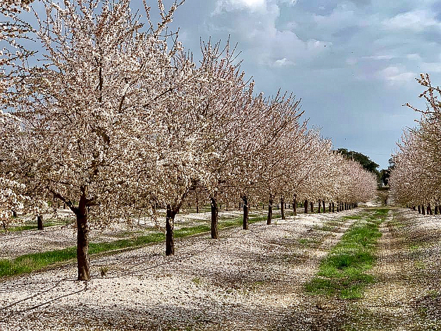 Os novos amendoais a pintarem de branco a paisagem alentejana