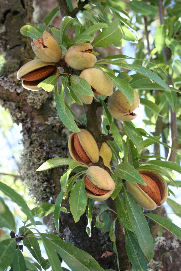 O consumo de frutos secos em Portugal mais do que duplicou nos ltimos anos, passando de pouco mais de 3kgs para perto dos 7kgs per capita...