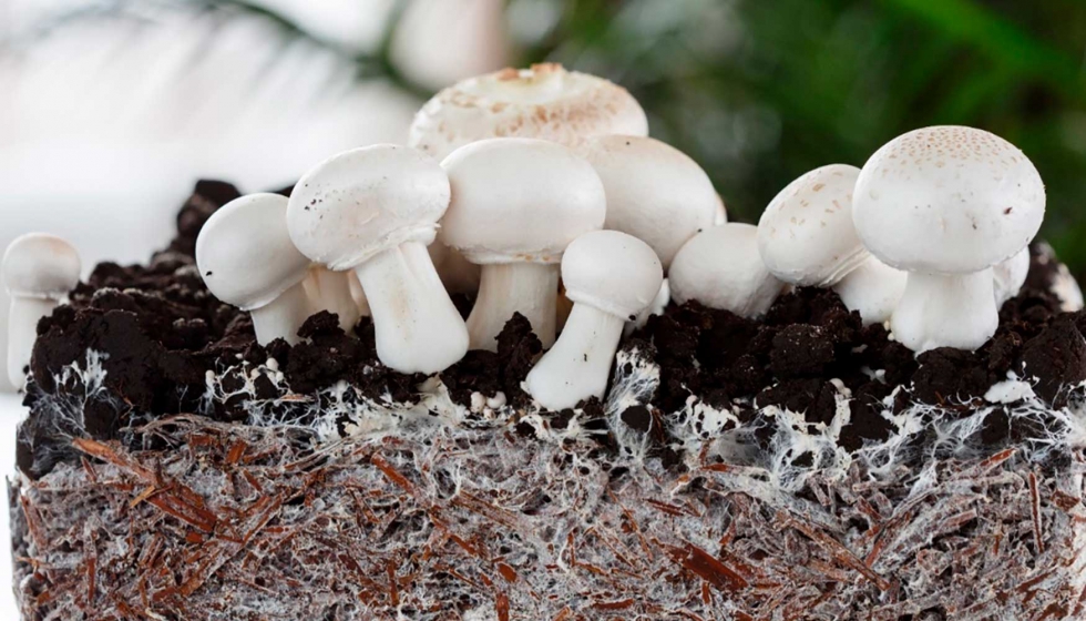 El micelio es la parte vegetativa de los hongos y permite cultivar materiales innovadores sobre materia vegetal y sustratos orgnicos...