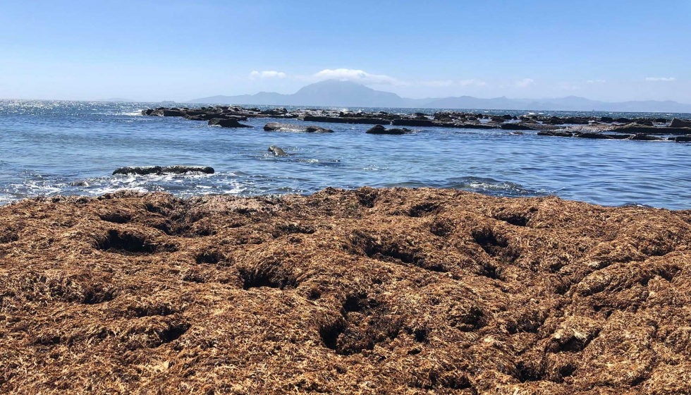 Acumulacin de algas en la orilla del mar. Foto: JC Garcia-Gmez