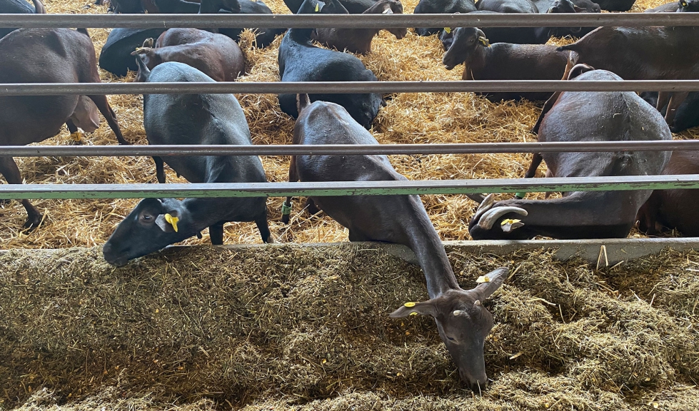 Cabras de raza Murciano-Granadina en una explotacin ganadera