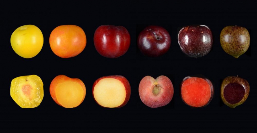 Figura 1. Las variedades de ciruelo japons presentan gran variabilidad en el color del fruto, tanto en la piel como en la carne...