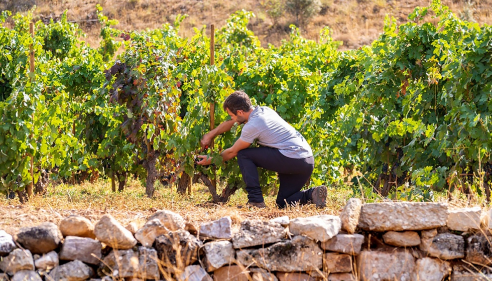 LowpHWine propondr soluciones vitcolas y enolgicas para evitar la prdida de acidez derivada de la subida de pH de los vinos...