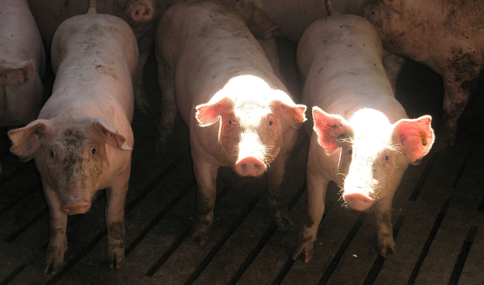 Grupo de ejemplares porcinos en una explotacin ganadera
