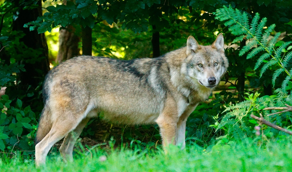 Ejemplar de lobo