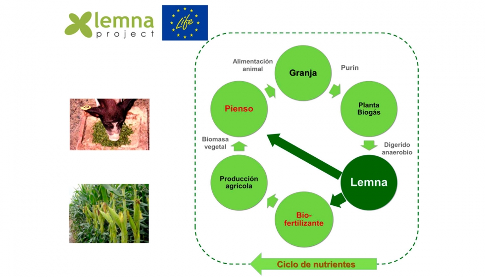 Figura 5. Diagrama de proceso proyecto lemna