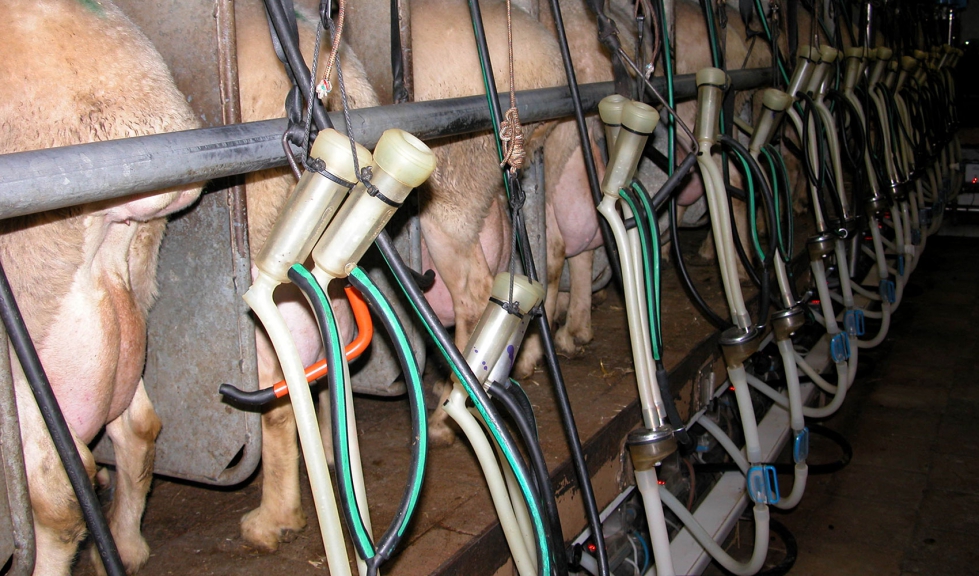 Ordeo en una granja ovina