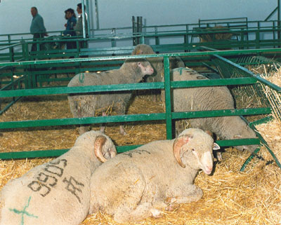 En la feria se adjudic el 80% del ovino subastado