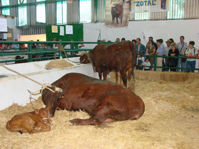 Ejemplares de vacuno Retinto en la Feria de Zafra