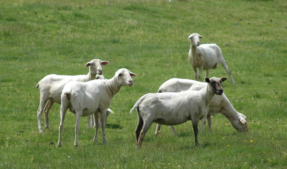 Lote de corderos en el campo Lote de corderos en el campo