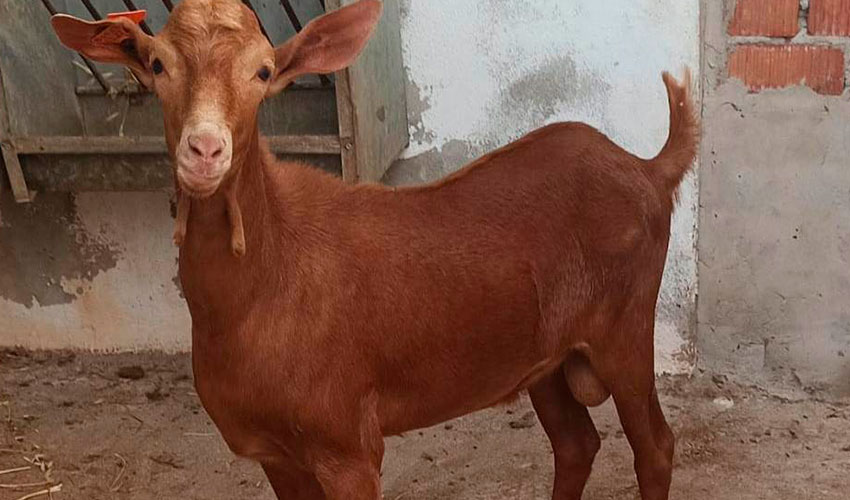 Nuevo semental procedente de la ganader�a de Jos� Mar�a Rom�n Medina