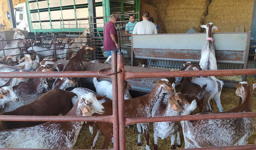 La nueva explotaci�n ha arrancado con la compra de un centenar de hembras procedentes de Mart�n de la Jara (Sevilla)