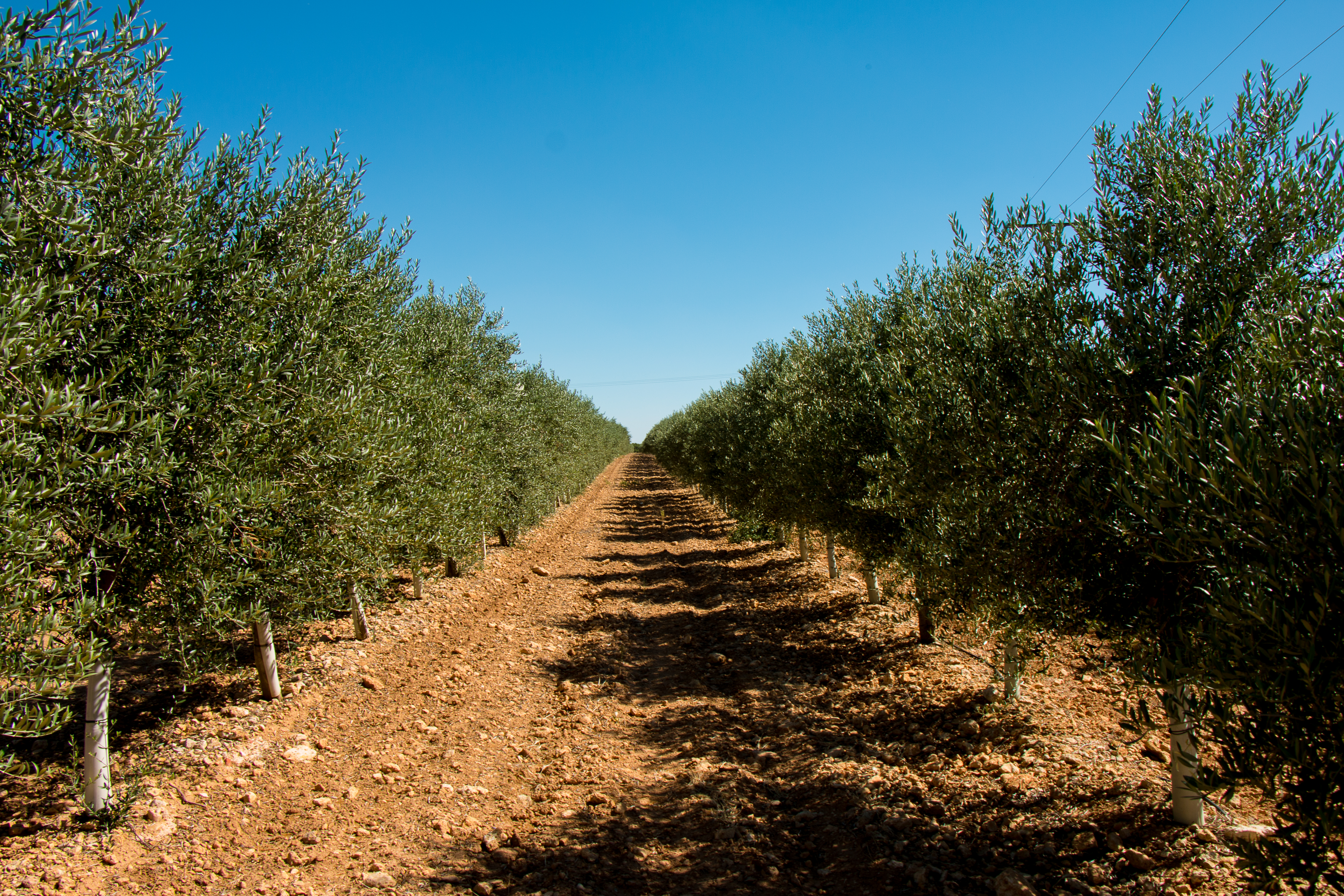 Imagen en la que se observa el grado de desarrollo actual de los olivos y el marco de plantacin utilizado