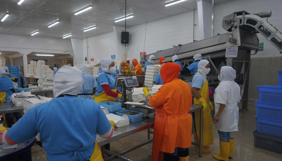 Empacadora en pleno proceso de clasificacin de camarones para su exportacin