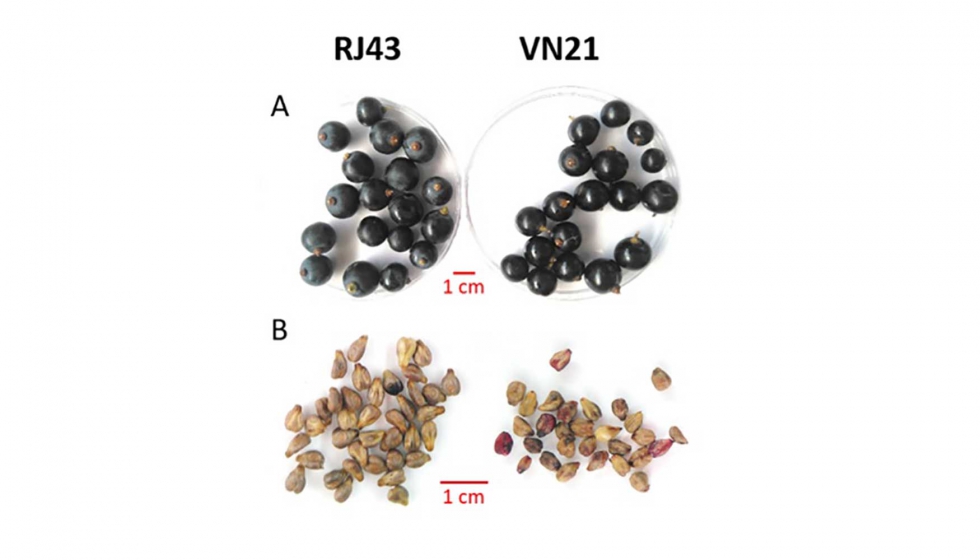 Figura 1. Detalle de bayas (A) y de semillas (B) del clon de referencia RJ43 y del clon 'Tempranillo negro' (VN21)...