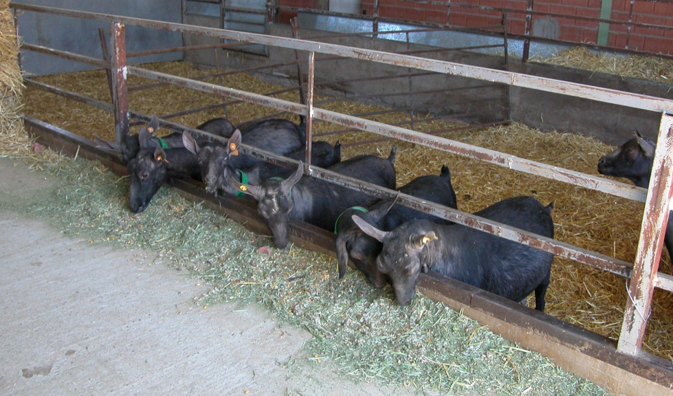 Cabras de raza Murciano-Granadina en una explotacin ganadera
