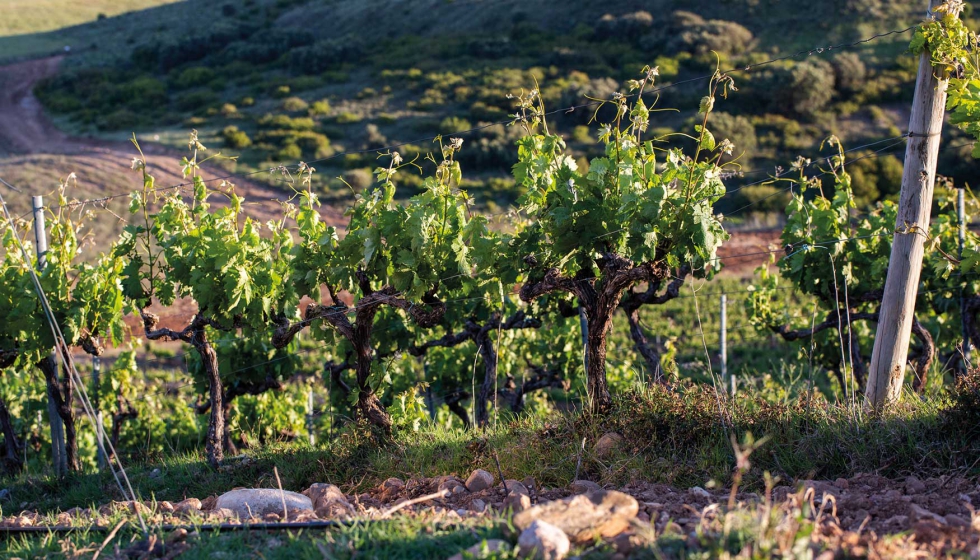 Sustainable Wine Roundtable es una iniciativa de la industria del vino que pretende dar respuesta al creciente inters del sector por la...