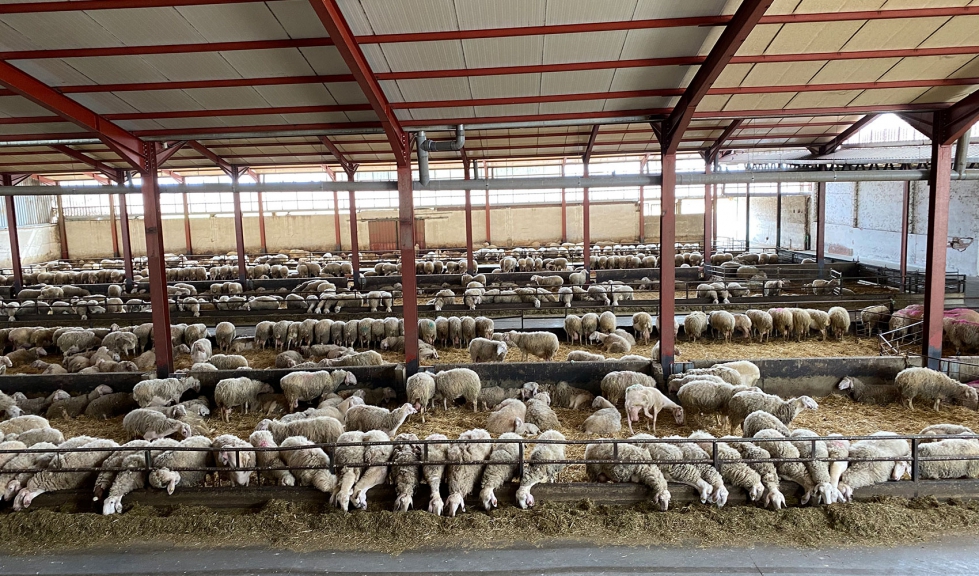 Vista general de la nave de ovejas en producci�n