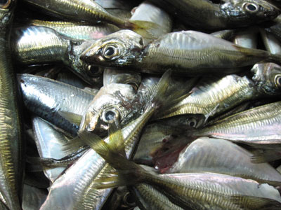 Algunos envases indican si el pescado est o no en buenas condiciones de consumo, evitando posibles intoxicaciones