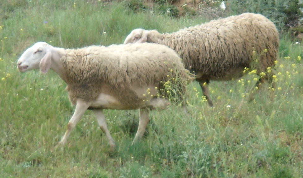 Ovejas en el campo