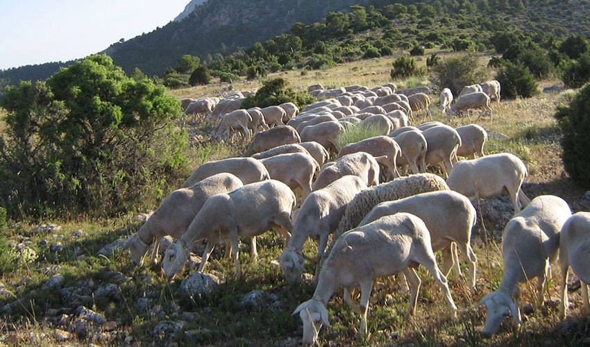 Reba�o de raza Segure�a