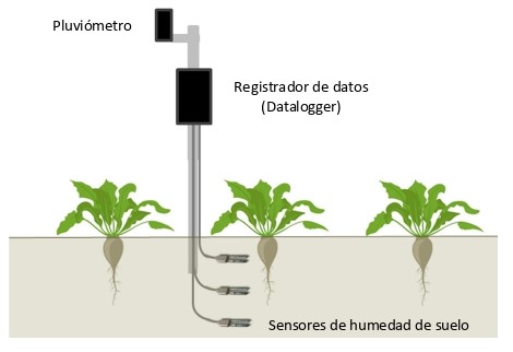 Figura 3. Esquema de un punto de control de humedad del suelo, con sensores distribuidos a tres profundidades