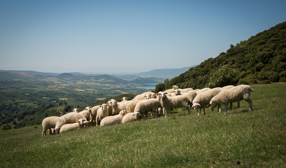 Rebao extensivo de la raza ovina Navarra