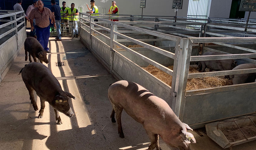 Llegada de ejemplares de porcino Ibrico al recinto ferial de Zafra