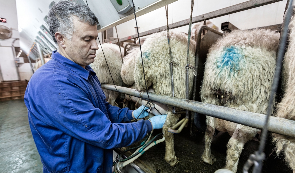 Orde�o en la explotaci�n Hermanos Puebla, situada en Villaproviano (Palencia)