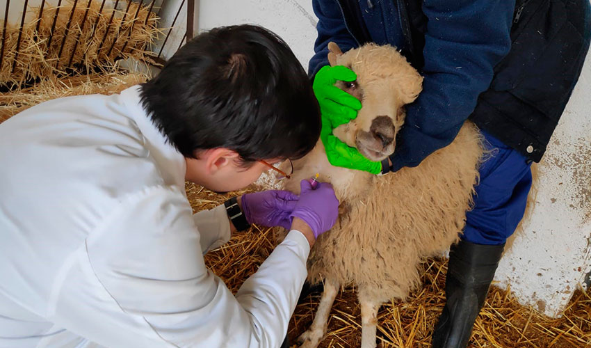 Extraccin de sangre de una oveja para los sucesivos anlisis