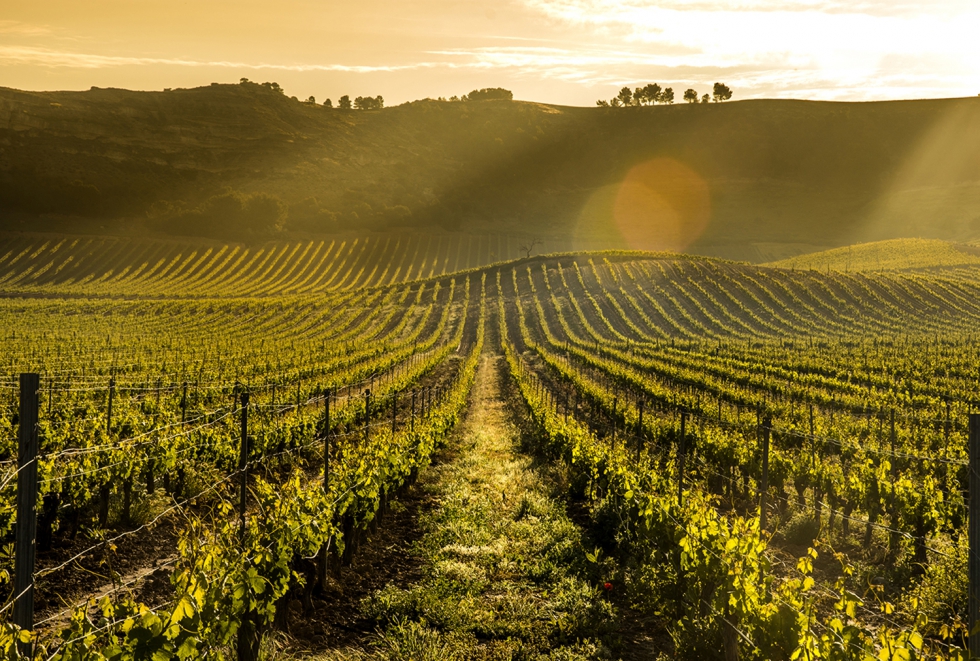 Pago de Carraovejas entra en la lista de los 100 Mejores Viedos del Mundo elaborada por la publicacin Worlds Best Vineyards que destaca la...