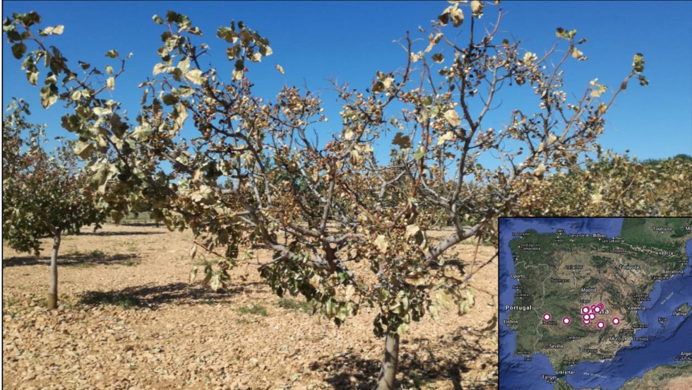 Figura 1. rbol afectado por defoliacin en septiembre de 2021 (imagen central)...