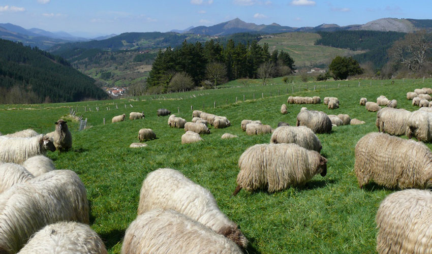 Ejemplares de la raza ovina Latxa en zona de montaa