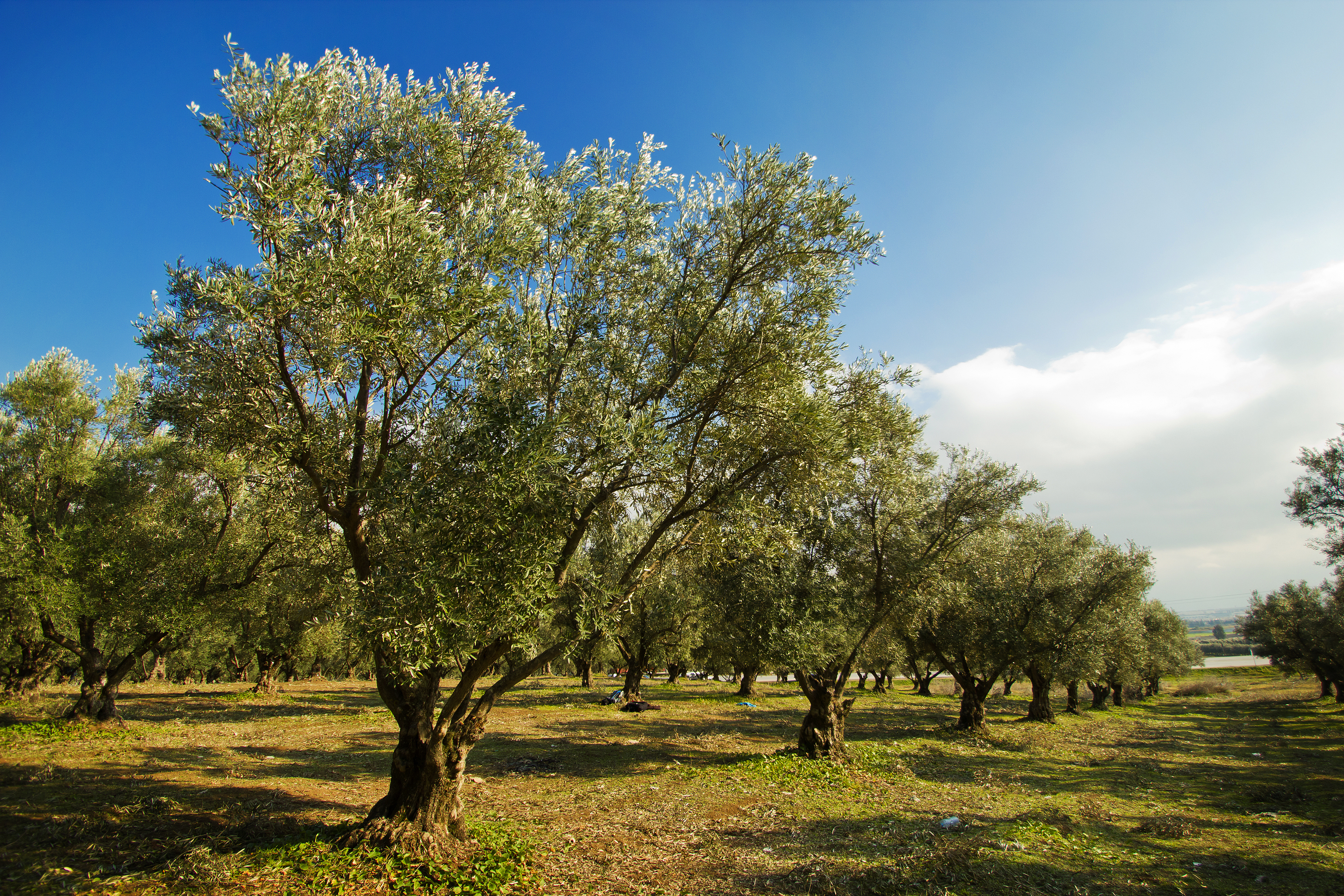 Parcela de olivos en Andaluca