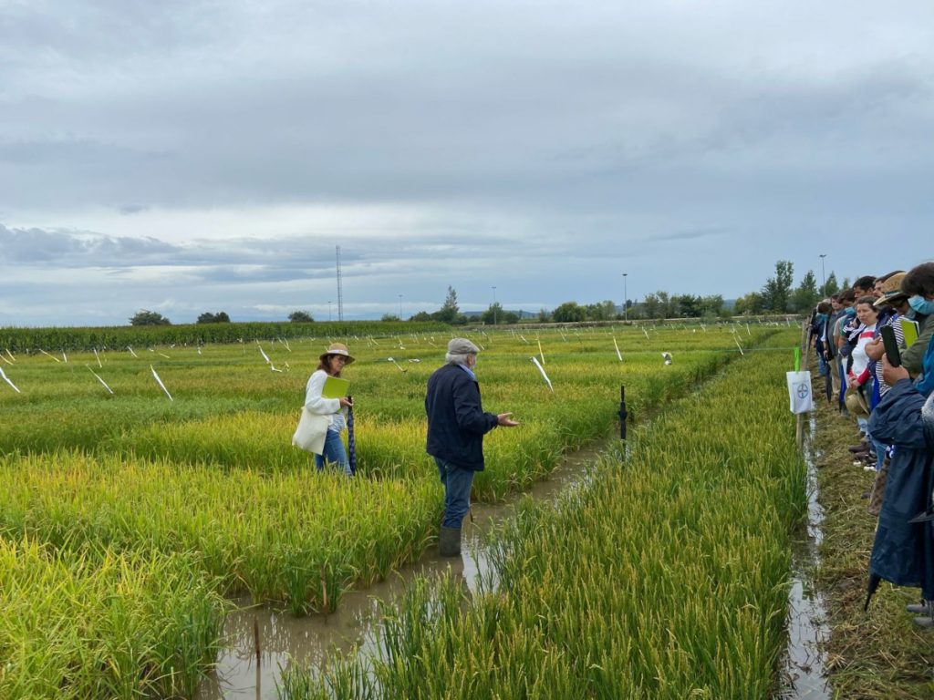 No ano de 2021 est a verificar-se uma maior incididncia da piriculariose do arroz em Portugal, principalmente no Baixo Mondego...