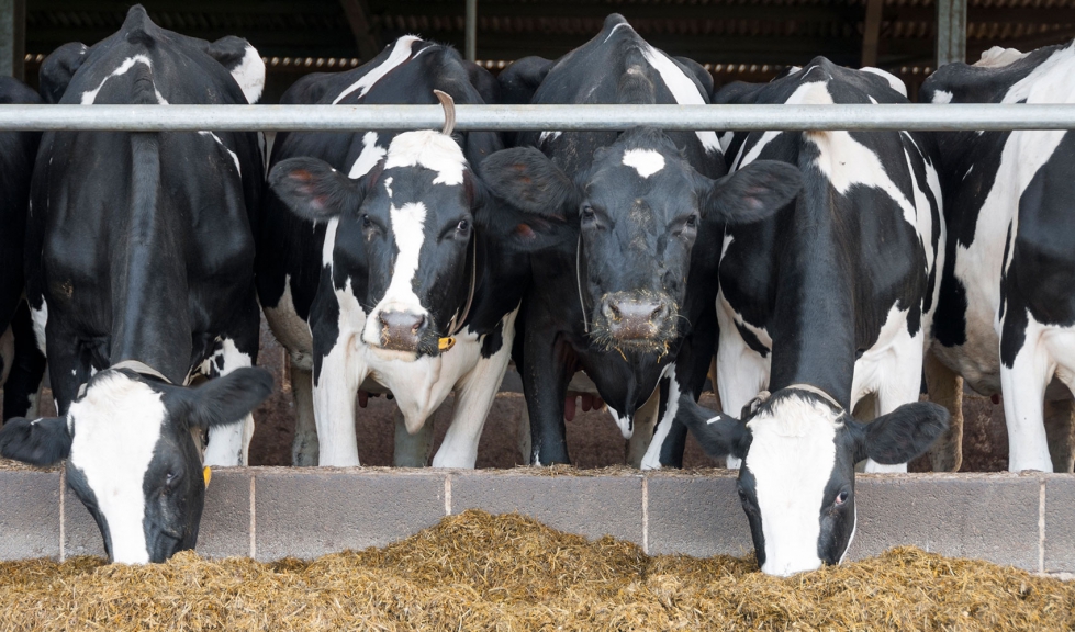 Vacas de aptitud lechera en una explotacin