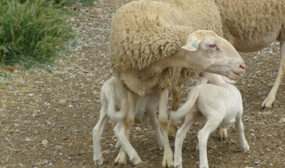 Una oveja de Rasa Aragonesa con dos cras
