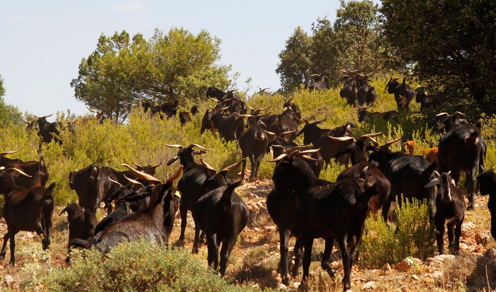 Reba�o extensivo de cabras de raza Negra Serrana