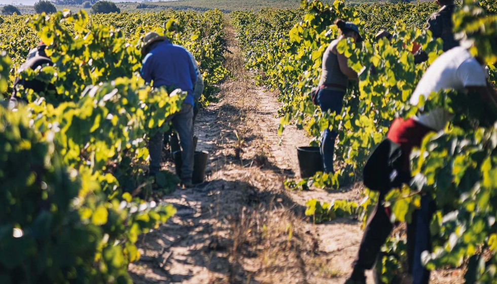 La DO Cava rene ms de 38.000 hectreas de via y a ms de 6.800 viticultores