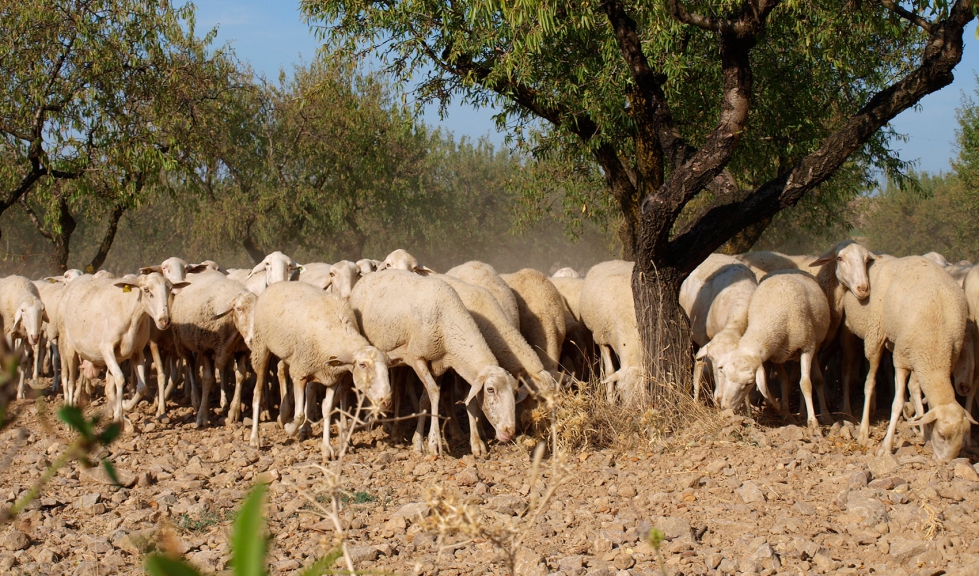 Rebao extensivo de Rasa Aragonesa