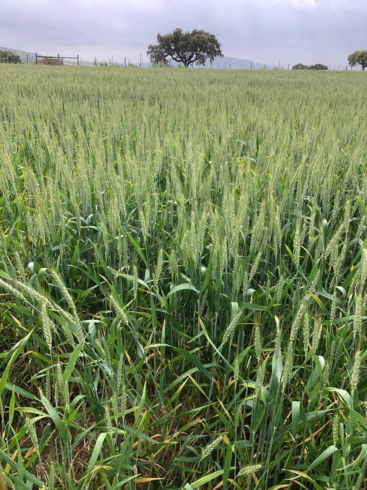 Figura 1. Vista geral do campo D situado em Elvas (parcela semeada com trigo mole conduzido em pluvial, sem rega complementar)...