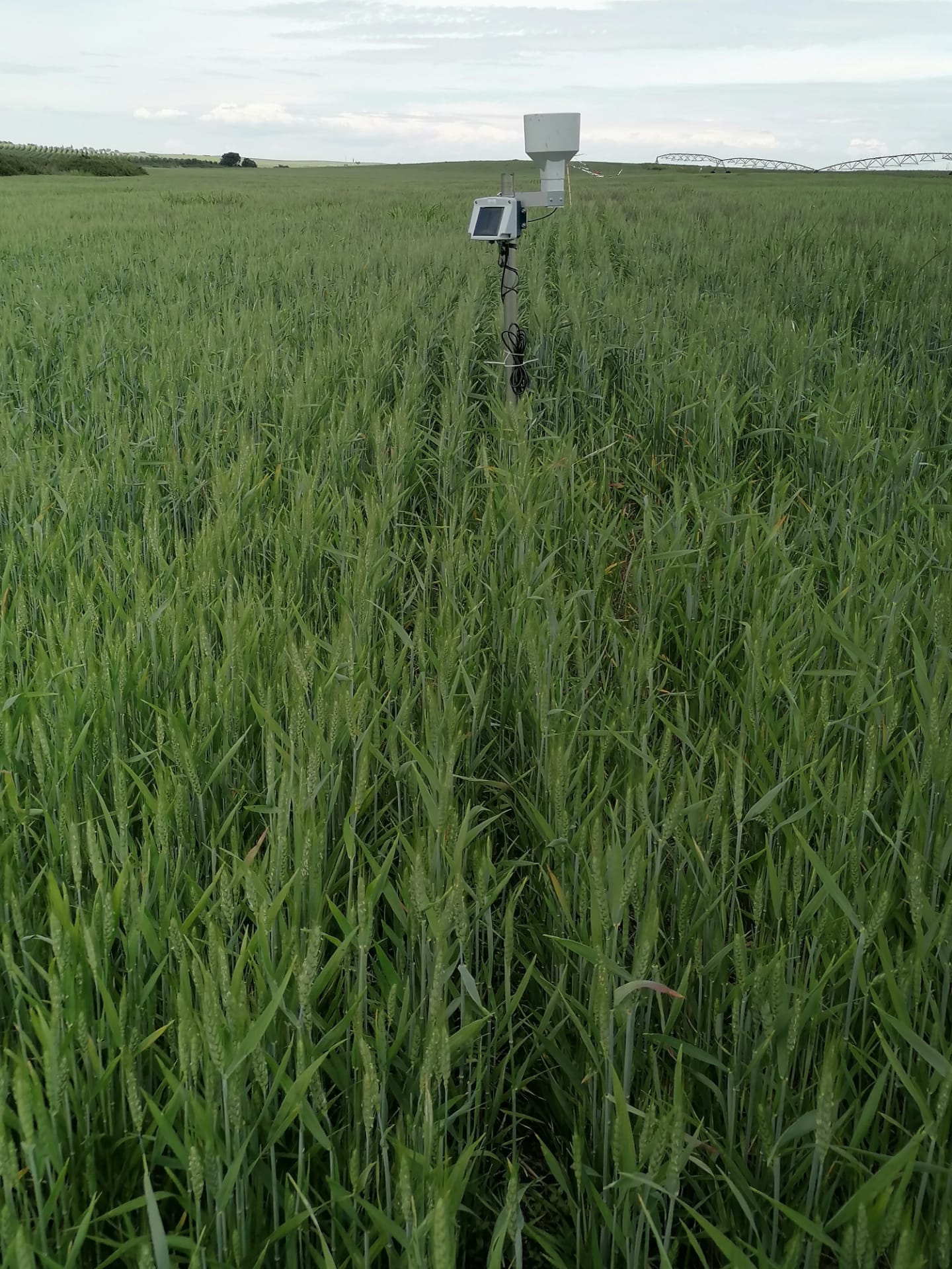 Figura 2. Vista geral do campo A situado em Campo Maior (parcela semeada com trigo mole conduzido com rega complementar)...