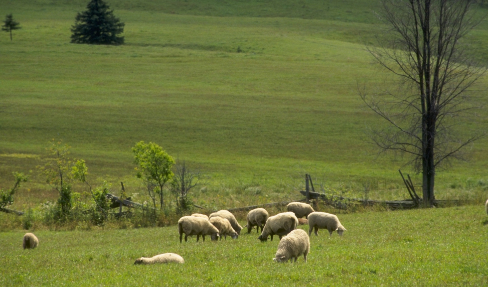 Rebao de ovejas en pasto